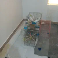 جفت مولد عروس هلندی البینو سخنگو وجوجه نر