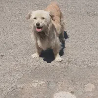 سگ پاپی ماده واکسن خورده‌