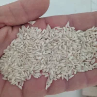 برنج عنبر بو درجه ۱ بشرط