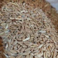 خرید فروش گندم جو کود