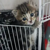 باسلام بچه گربه رایگان