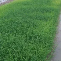 توم هاشمی