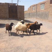 گوسفند میش