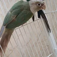گرینچیک بالغ