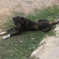 سگ سرابی قدرجونی