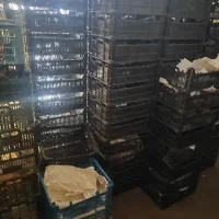 فروش تعدادی سبد جای میوه سالم