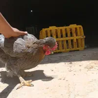 مرغ و خروس