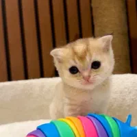 یه گربه ناز خونگی