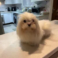 شیتزو وایت ۹ ماهه نر