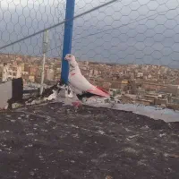 کفتر باخت رفته