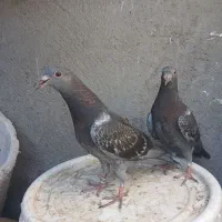 کبوتر