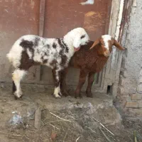 بره نروماده