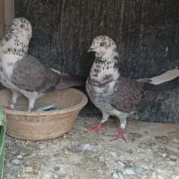 دوجفت کفتر