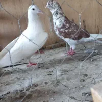 کبوتر پرشی