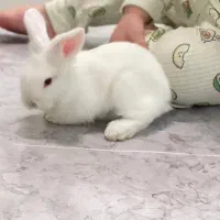 خرگوش سفید مینیاتوری
