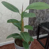 گل فیکوس شرابی