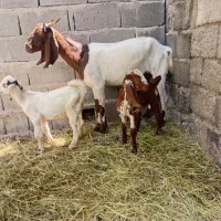سلام دو عدد بز کهره