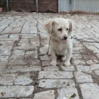 سگ پاکوتاه