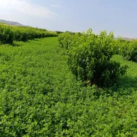 باغچه