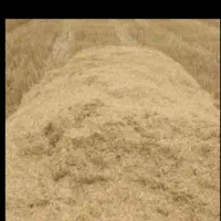 کاه گندم واشیان چشمه شیرین