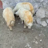 سه عدد بره ماده ریز قلم