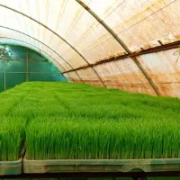 فروش نشا سبدی برنج طارم و امانللهی(بینام)
