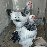 مرغ و خروس برهما . زینتی و تخم گذار
