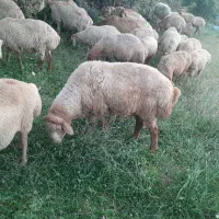 قوچ