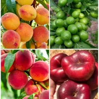 انواع مختلف ارقام نهال پسته ،بادام،میوه