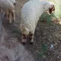 شادگان روستای منصوره