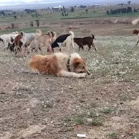 سگ کله|سگ|خواف, |دیوار