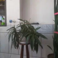 گل و گیاه