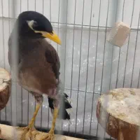 پرنده مرغ مینا