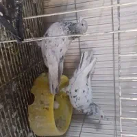 کفتر سار ،قزوینی ،زد و خوردی