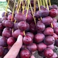 خرمای مضافتی بم
