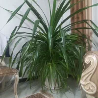 گل پاندانوس خارجی