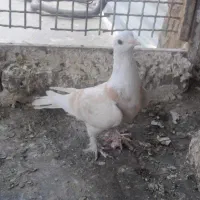 کبوتر پرشی و عروس هلندی نر و ماده