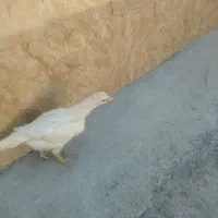 جوجه لاری