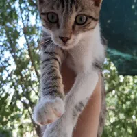 گربه|گربه|کاشان, کارگر|دیوار