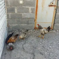 فروش مرغ و خروس