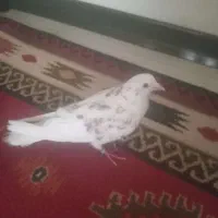 کبوتر