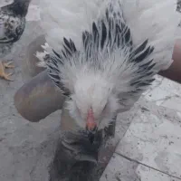 جوجه