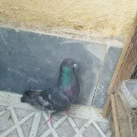زاغ سیز|پرنده|سمنان, |دیوار
