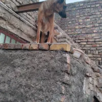 سگ نگهبان
