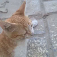 گربه سه ماهه