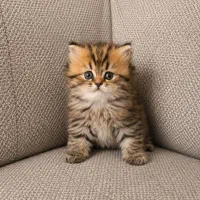 گربه‌های پرشین / بریتیش/ اسکاتیش