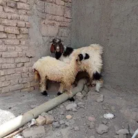 کهره نر بره ماده
