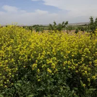فروش سیم کارت