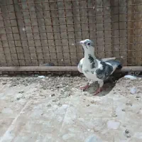 پرنده|پرنده|نهبندان, |دیوار