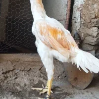 خروس لاری